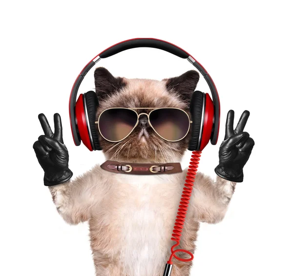 Cat headphones. — Stock Photo, Image