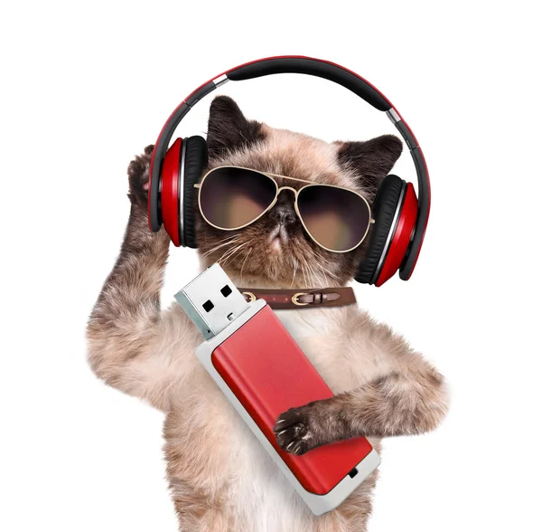 Cat headphones. — Stock Photo, Image