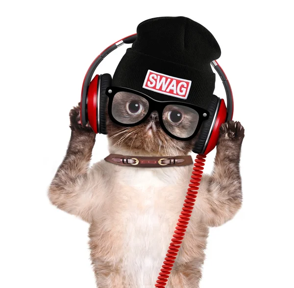 Cat headphones. — Stock Photo, Image