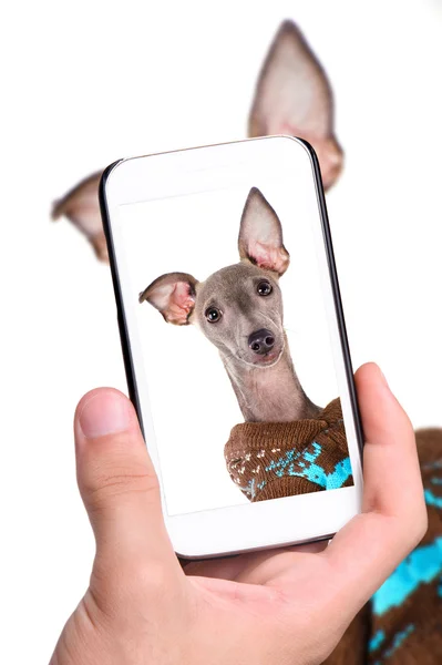 Handen nemen foto hond met smartphone — Stockfoto