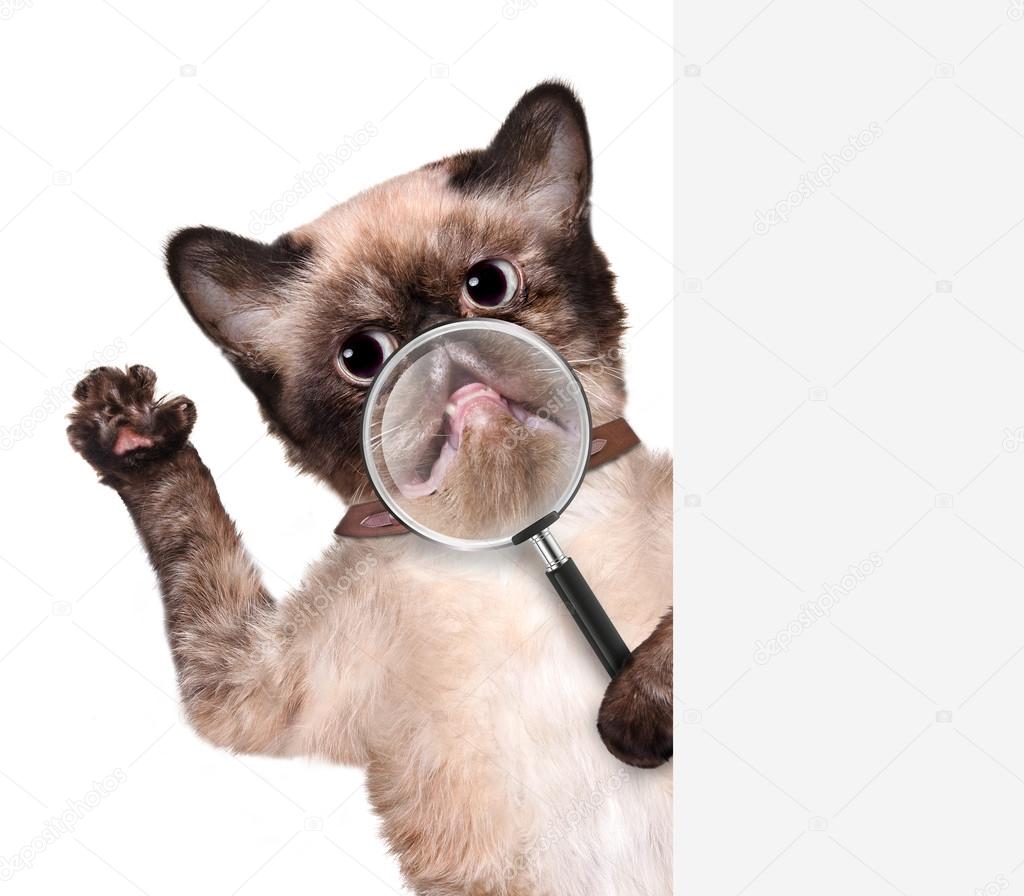 Cat with magnifying glass. Smile.