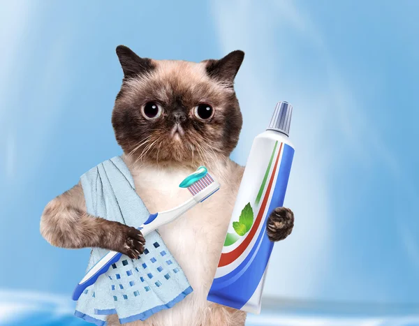 Menyikat gigi kucing . — Stok Foto