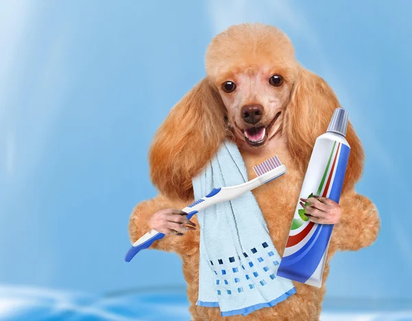 Köpek dişleri fırçalama — Stok fotoğraf