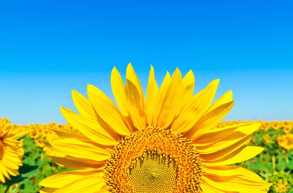 Sunflower — Stock Photo, Image