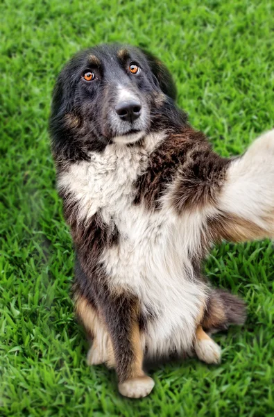 Cão tomando uma selfie com um smartphone — Fotografia de Stock