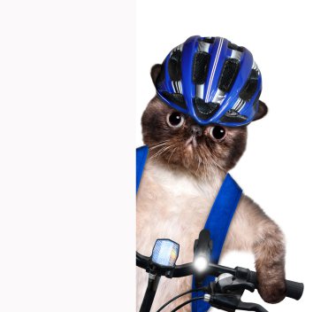 Kedi bisikletçi.