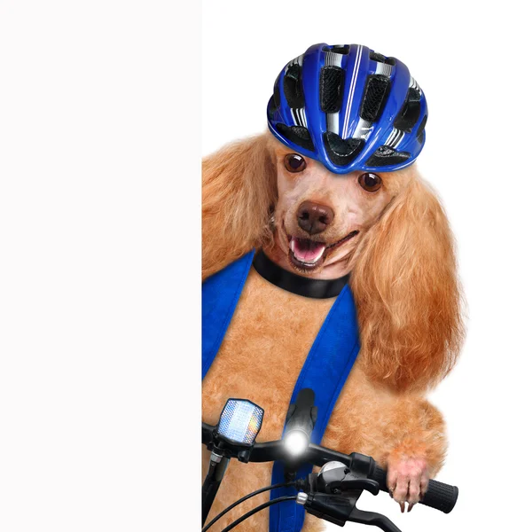 Dog cyclist. — Stock Photo, Image