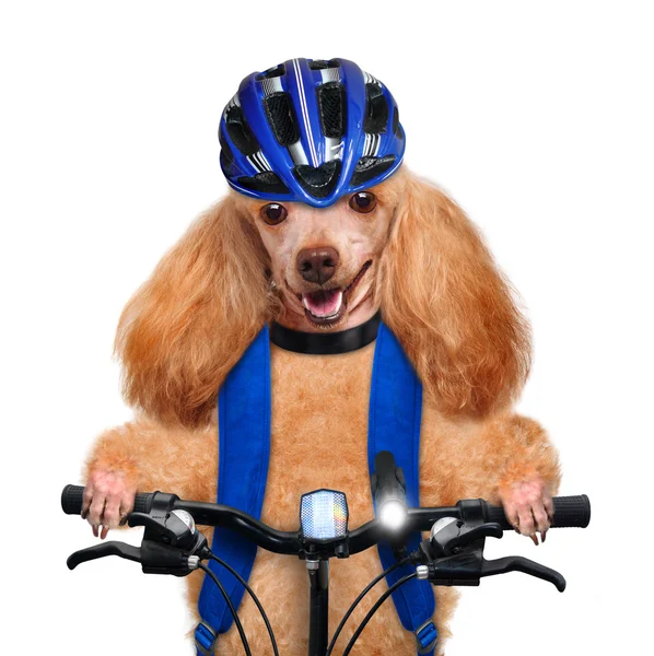 Hund cyklist. — Stockfoto