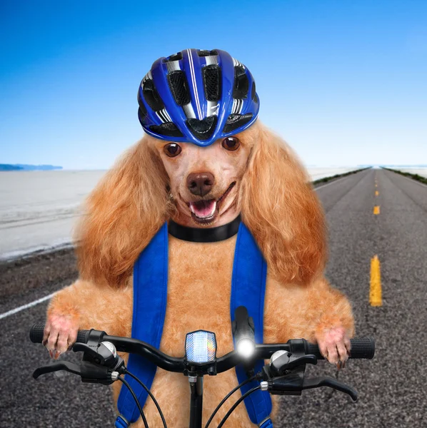 Kutya kerékpáros. — Stock Fotó