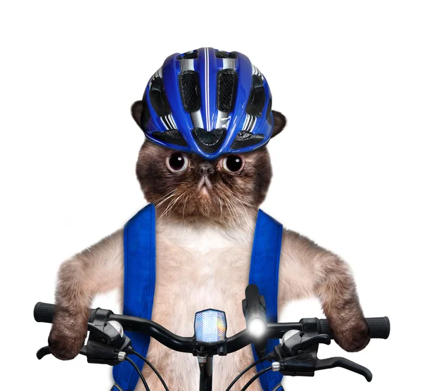 Cat cyclist. — Stock Photo, Image