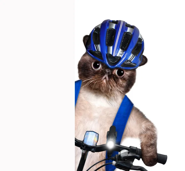 Ciclista gatto . — Foto Stock