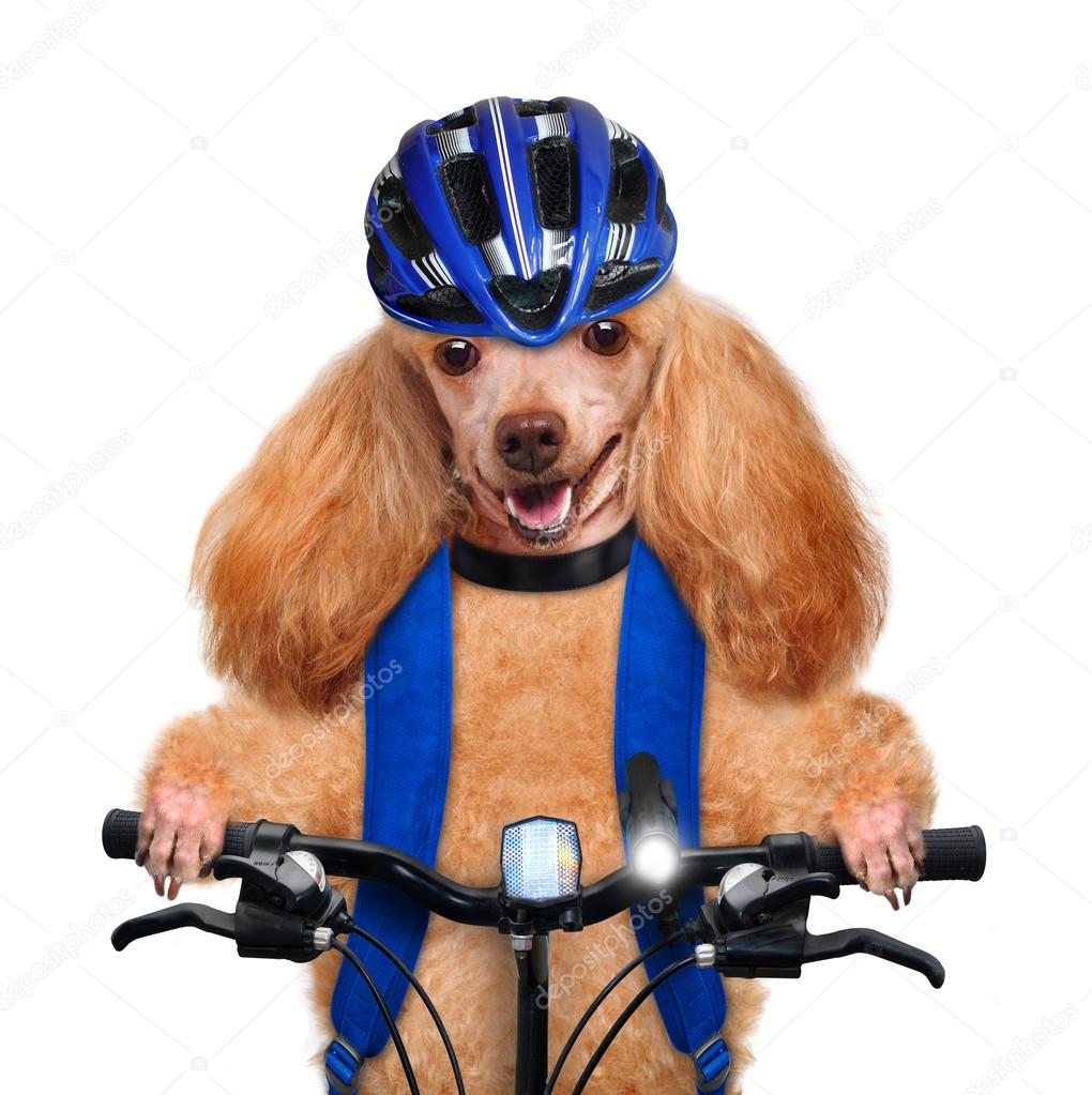 Dog cyclist.