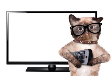 TV izlerken kedi