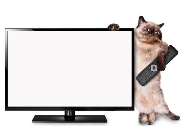 TV izlerken kedi