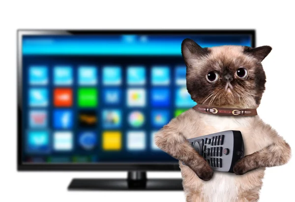 Akıllı Tv izlerken kedi. — Stok fotoğraf