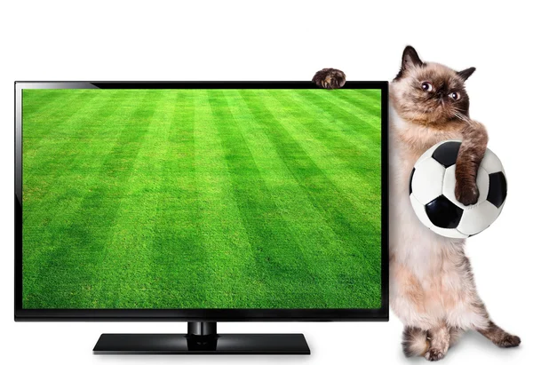 Cat watching smart tv translation of football game. — Stock Photo, Image