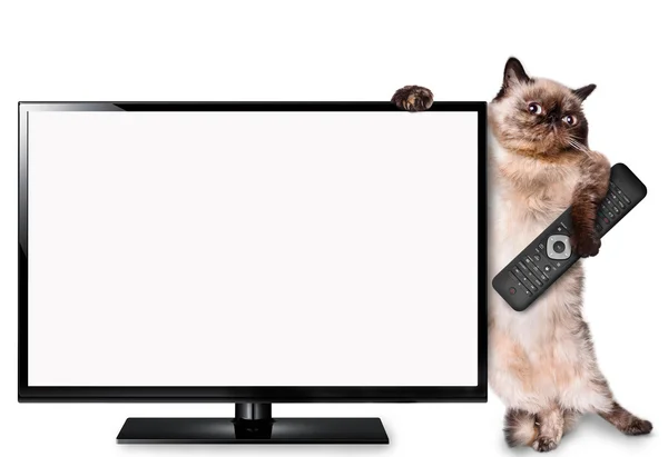 TV izlerken kedi — Stok fotoğraf