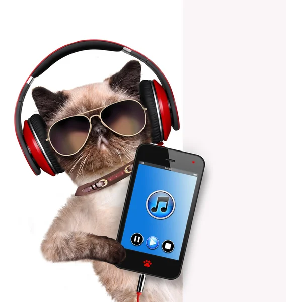 Cat headphones. — Stock Photo, Image