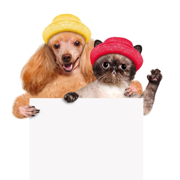 Dog with a cat holding in his paws white banner. — Stock Photo, Image