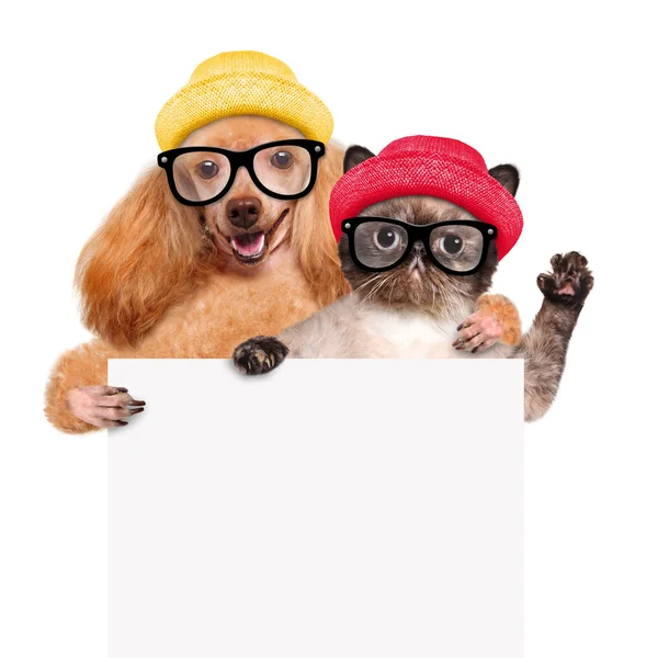 Hund mit Katze hält weißes Banner in den Pfoten. — Stockfoto