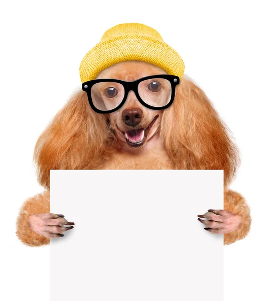 Dog holding in his paws white banner. — Stock Photo, Image