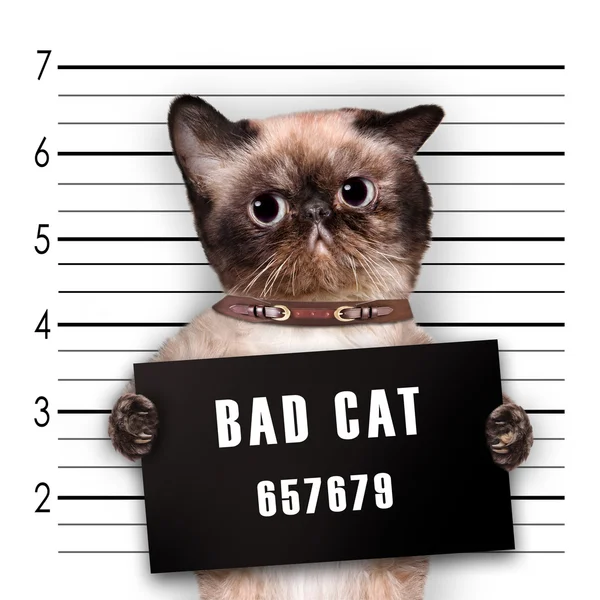 Bad cat. — Stock Photo, Image