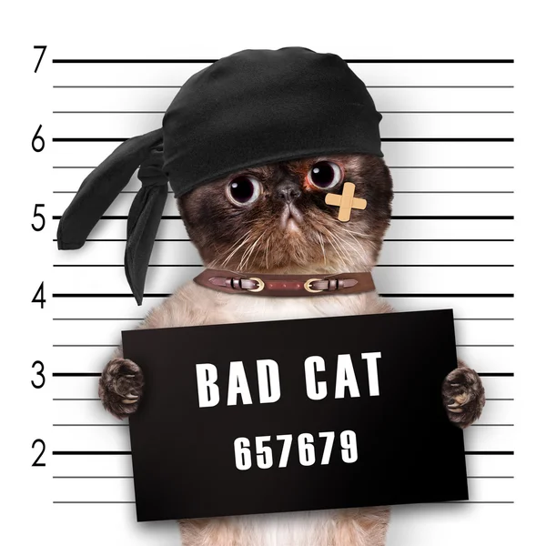 Bad Cat Stock Illustrations – 2,672 Bad Cat Stock Illustrations, Vectors &  Clipart - Dreamstime