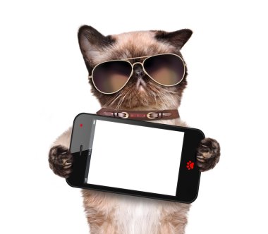 Boş bir smartphone tutan kedi.