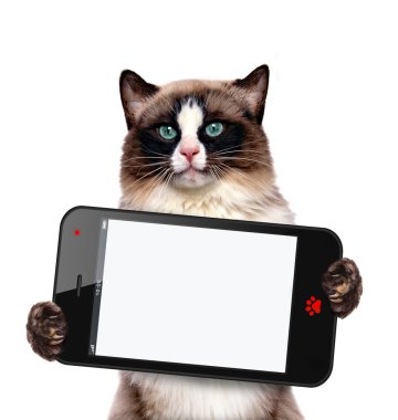 Boş bir smartphone tutan kedi.