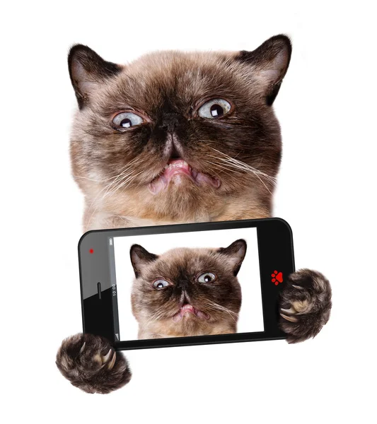 bir akıllı telefon ile bir selfie alarak kedi
