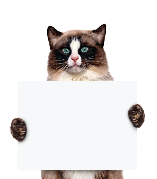 Platzhalter Banner Katze. — Stockfoto