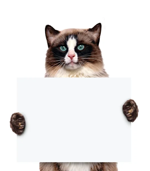 Segnaposto banner gatto . — Foto Stock