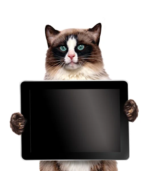 Cat holding a blank tablet. — Stock Photo, Image