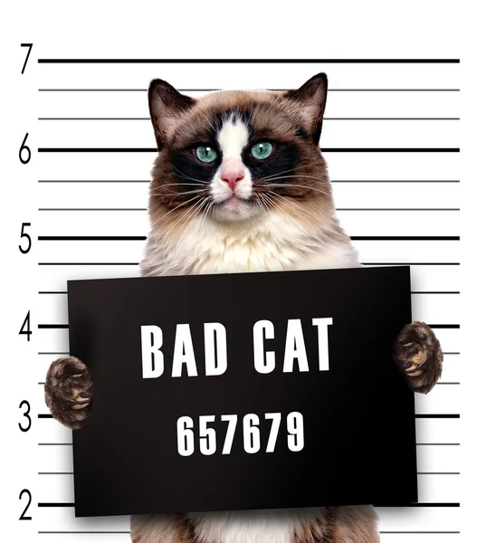 Bad cat. — Stock Photo, Image