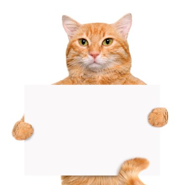 beyaz bayrak tutan kedi.