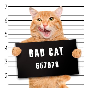 kötü kedi.