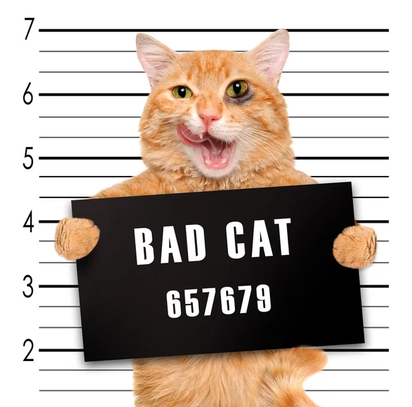 Bad cat. — Stock Photo, Image