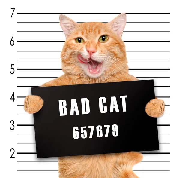 Bad cat. — Stock Photo, Image
