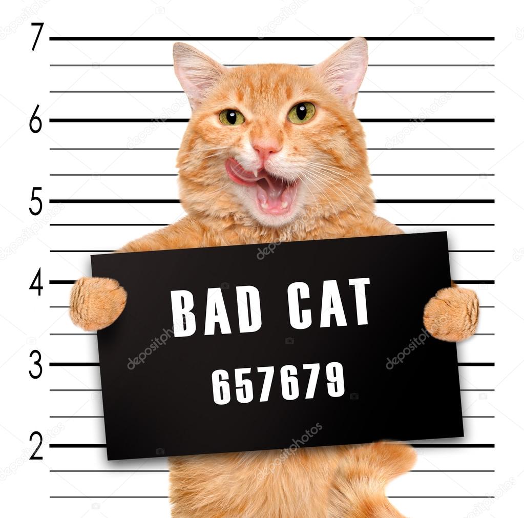 Bad cat.