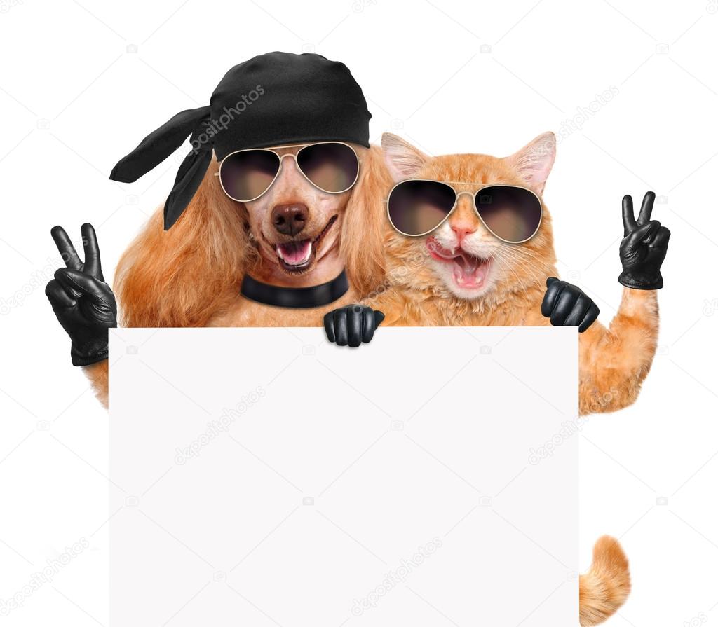 Dog and cat with peace fingers in black leather gloves