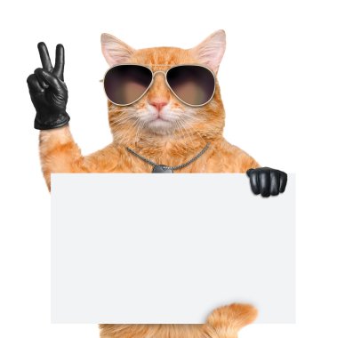 kedi ile barış parmak siyah deri