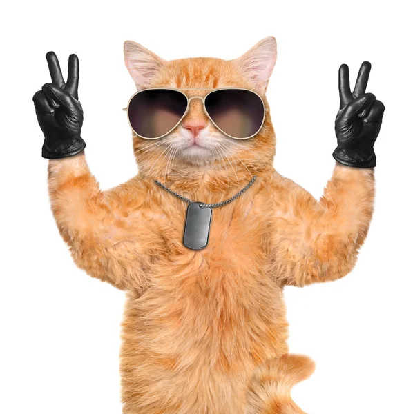 Gato com dedos de paz em couro preto — Fotografia de Stock