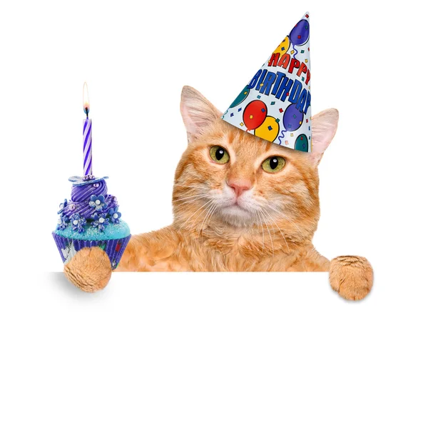 Birthday cat . — Stock Photo, Image