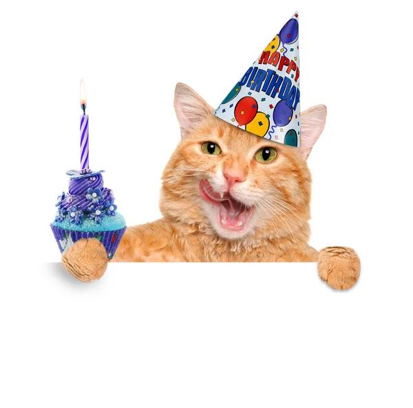 Gato de aniversário . — Fotografia de Stock