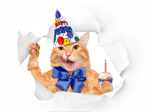 Gato de aniversário . — Fotografia de Stock