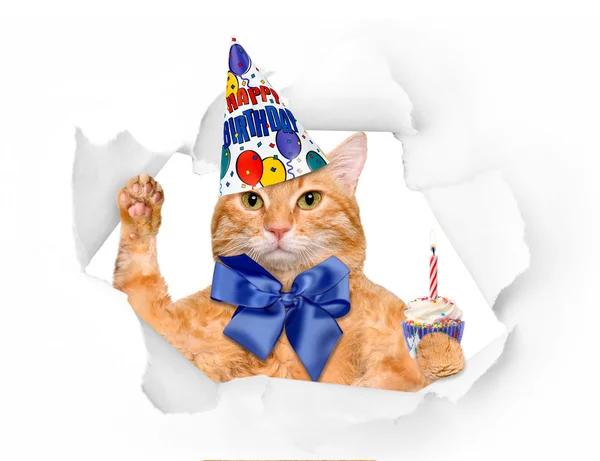 Birthday cat . — Stock Photo, Image