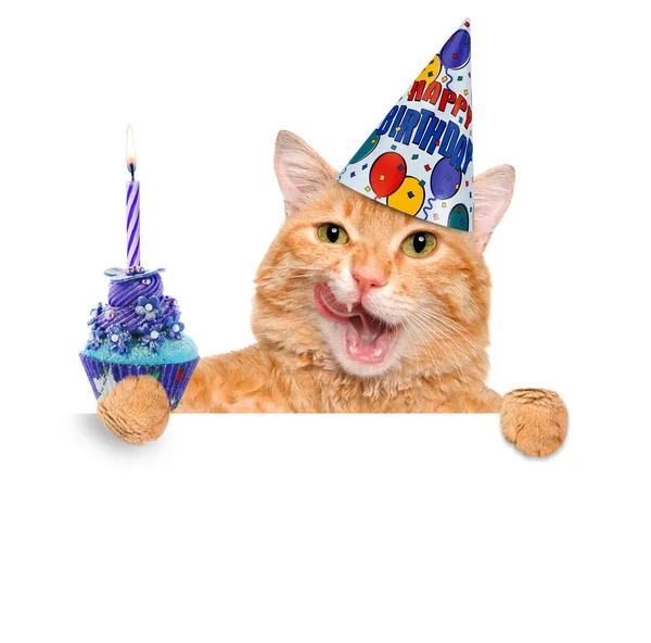 생일 고양이 . 스톡 사진