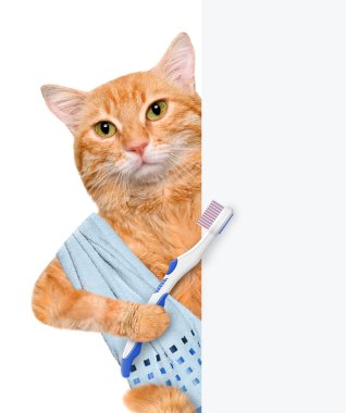 kedi diş fırçalama.