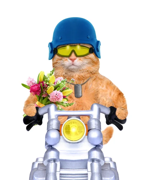 Gato de motocicleta . — Fotografia de Stock