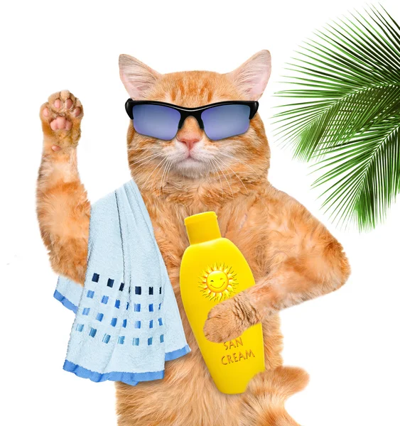 Katt med solskydd. — Stockfoto